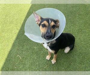 German Shepherd Dog-Unknown Mix Dogs for adoption in Grand Prairie, TX, USA