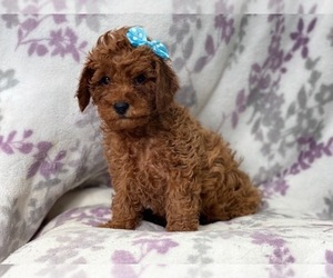 Cavapoo-Poodle (Miniature) Mix Puppy for sale in LAKELAND, FL, USA