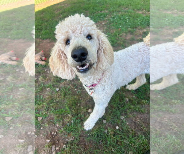 Medium Photo #3 Poodle (Standard) Puppy For Sale in Pacolet, SC, USA