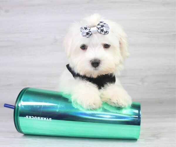 Medium Photo #8 Maltese Puppy For Sale in LAS VEGAS, NV, USA
