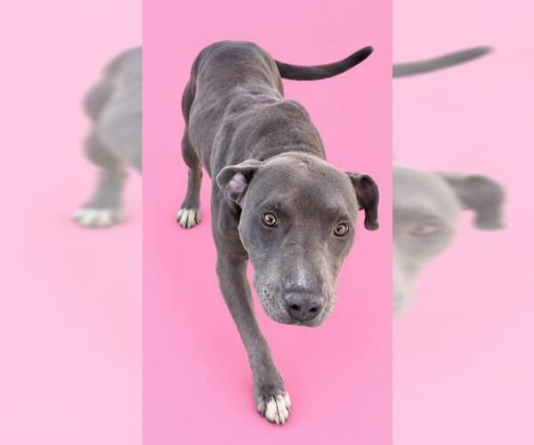 Medium Photo #2 Mutt Puppy For Sale in HESPERIA, CA, USA