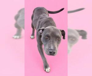 CANNOLI - Female Mutt Dog for Adoption - Photo #2