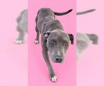 Small Photo #2 Mutt Puppy For Sale in HESPERIA, CA, USA