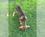 Small #1 Australian Shepherd Mix