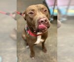 Small #1 American Pit Bull Terrier Mix