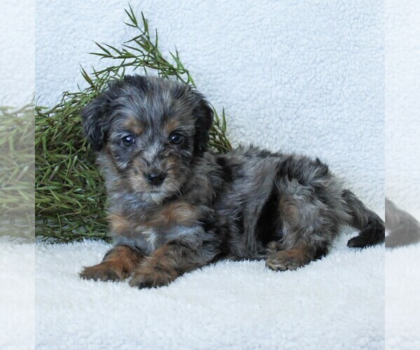 Medium Photo #5 Goldendoodle-Poodle (Miniature) Mix Puppy For Sale in LITITZ, PA, USA