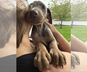 Doberman Pinscher Puppy for sale in PITTSBURGH, PA, USA