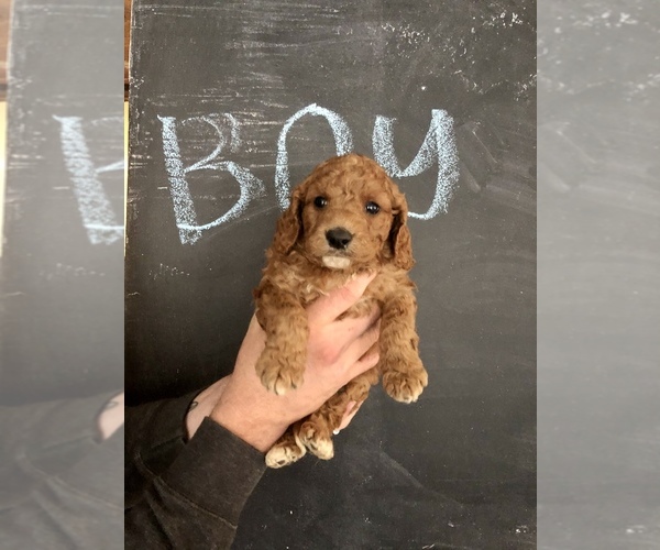 Medium Photo #1 Labradoodle Puppy For Sale in ABILENE, TX, USA