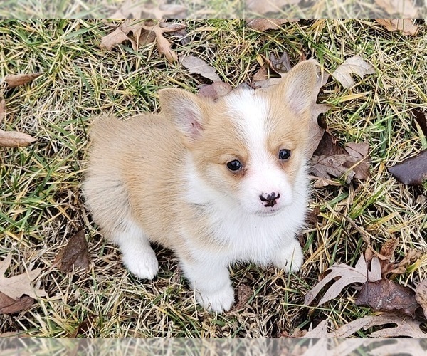 Medium Photo #5 Pembroke Welsh Corgi Puppy For Sale in CLARK, MO, USA