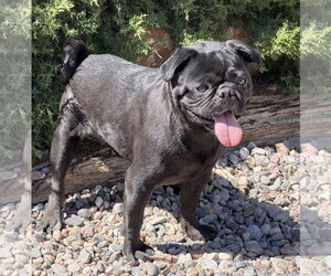 Pug Dogs for adoption in Albuquerque, NM, USA