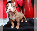 Puppy Im Focused Man American Bully-American Pit Bull Terrier Mix