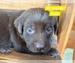 Puppy Chocolate YC Labrador Retriever