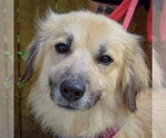 Small #5 Collie-Great Pyrenees Mix