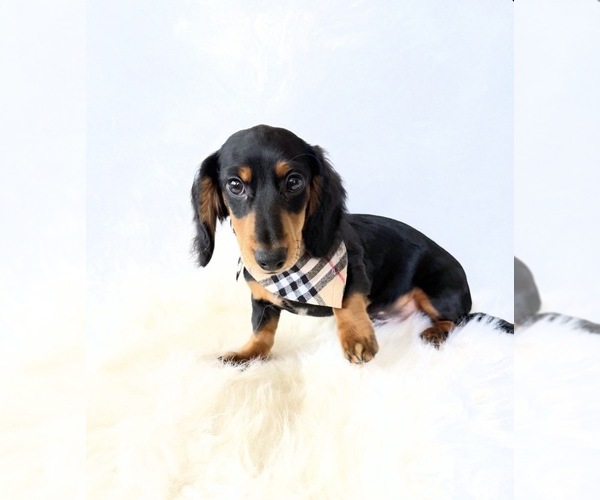 Medium Photo #6 Dachshund Puppy For Sale in DAVIS, CA, USA