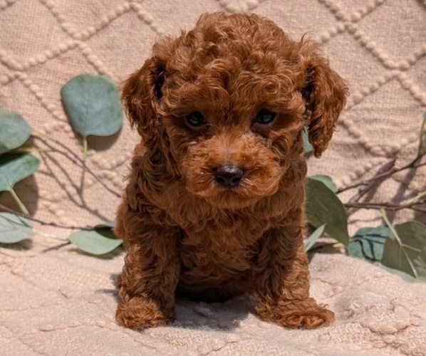 Medium Photo #47 Cockapoo Puppy For Sale in GOSHEN, IN, USA