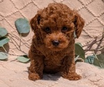 Small Photo #47 Cockapoo Puppy For Sale in GOSHEN, IN, USA