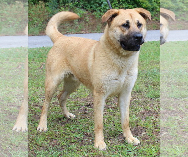 Medium Photo #1 Mutt Puppy For Sale in Prattville, AL, USA