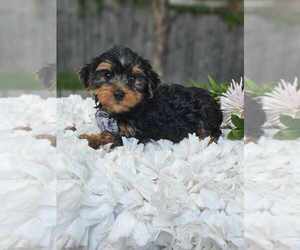 Yorkshire Terrier Puppy for Sale in INDIANAPOLIS, Indiana USA