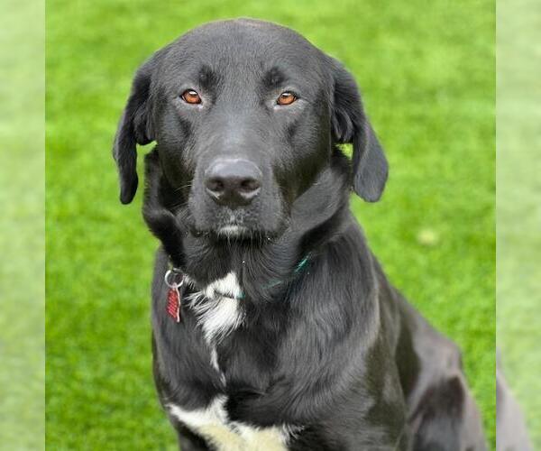 Medium Photo #4 Labrador Retriever-Unknown Mix Puppy For Sale in San Diego, CA, USA