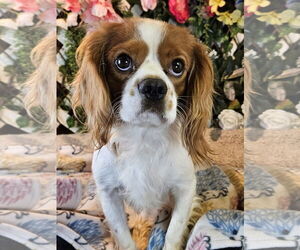 Cavalier King Charles Spaniel Dogs for adoption in Bon Carbo, CO, USA