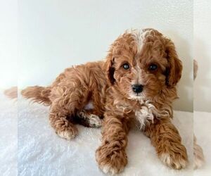 Cavapoo (Miniature) Puppy for sale in NEWPORT, PA, USA