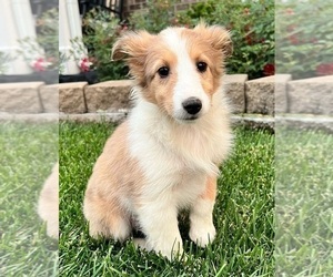 Shetland Sheepdog Puppy for sale in INDIANAPOLIS, IN, USA