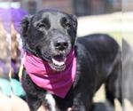 Small Collie-Labrador Retriever Mix