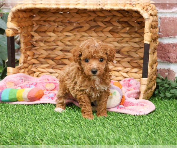 Medium Photo #4 Poodle (Miniature) Puppy For Sale in SYRACUSE, IN, USA