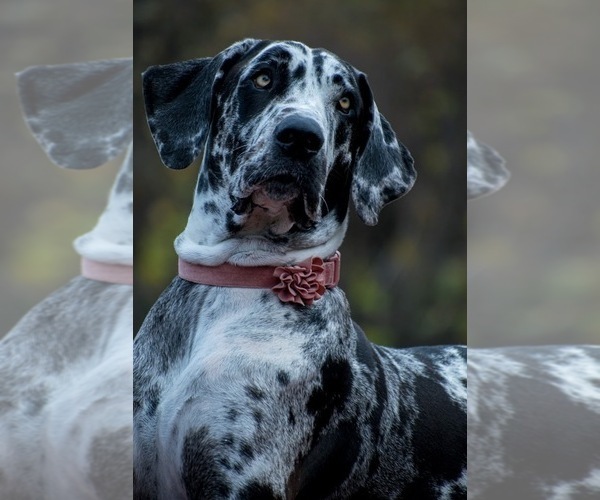 Medium Photo #1 Great Dane Puppy For Sale in STOKESDALE, NC, USA
