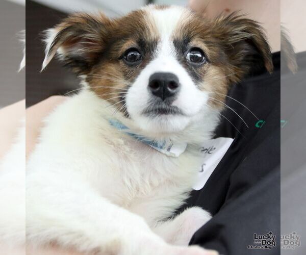 Medium Photo #4 Spaniel-Unknown Mix Puppy For Sale in Washington, DC, USA