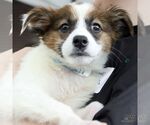 Small #3 Spaniel Mix