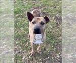 Small #1 American Pit Bull Terrier Mix
