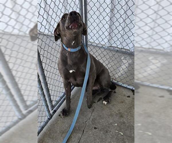 Medium Photo #1 American Pit Bull Terrier Puppy For Sale in Bakersfield, CA, USA