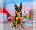 Small #1 German Shepherd Dog