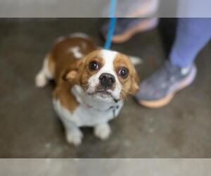 Bocker Dogs for adoption in Mountain Home, AR, USA