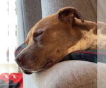 Small #7 American Pit Bull Terrier-Labrador Retriever Mix