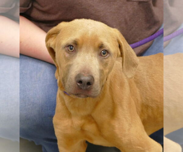 Medium Photo #1 Retriever -Unknown Mix Puppy For Sale in Pittsburgh, PA, USA