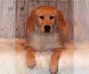 Golden Retriever Puppy for sale in FREDERICKSBURG, OH, USA
