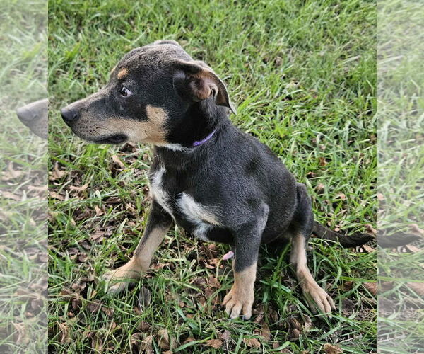 Medium Photo #14 Feist Terrier-Unknown Mix Puppy For Sale in Wakefield, RI, USA