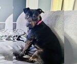 Small American Staffordshire Terrier Mix