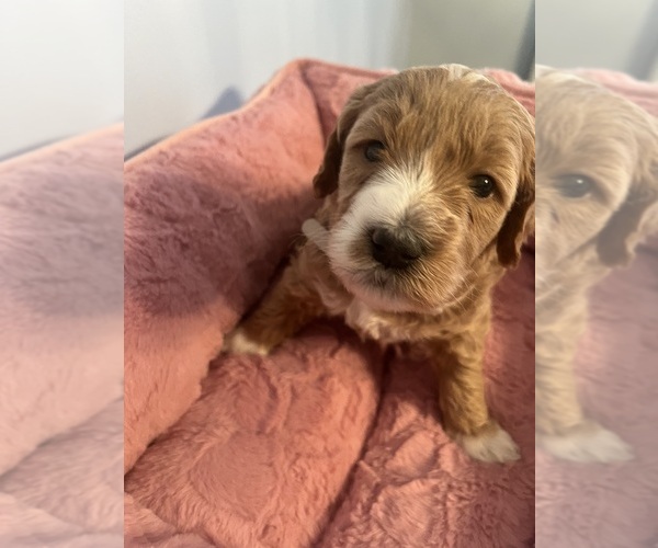 Medium Photo #28 Goldendoodle (Miniature) Puppy For Sale in LOVES PARK, IL, USA