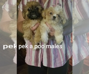 Peke-A-Poo-Poodle (Toy) Mix Puppy for sale in YOUNGSTOWN, FL, USA