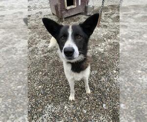 MARTEN - Male Siberian Husky Dog for Adoption - Photo #2