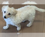 Small #1 Maltipoo (Miniature)