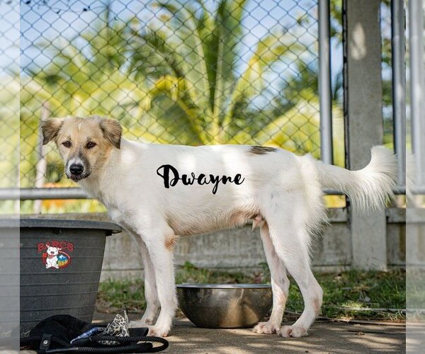Medium Photo #3 Mutt Puppy For Sale in Calgary, Alberta, Canada
