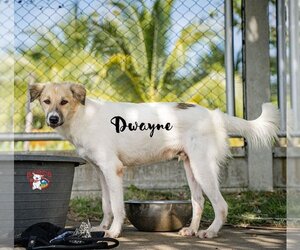 Dwayne - Male Mutt Dog for Adoption - Photo #3