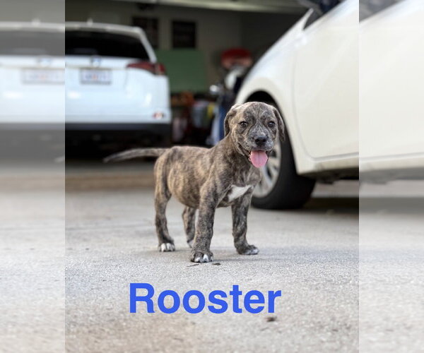Medium Photo #1 Black Mouth Cur-Unknown Mix Puppy For Sale in Ball Ground, GA, USA