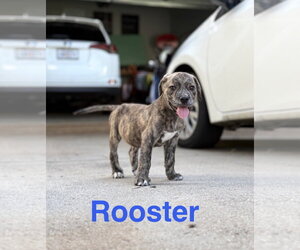 Black Mouth Cur-Unknown Mix Dogs for adoption in Ball Ground, GA, USA