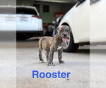 Small Black Mouth Cur Mix
