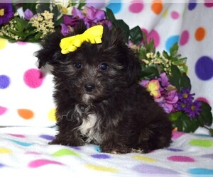 YorkiePoo Puppy for sale in BARNESVILLE, KS, USA